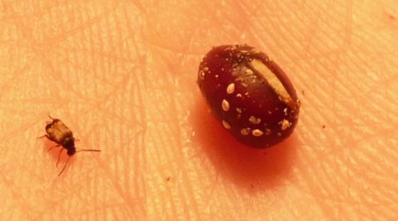 [Zrnokaz skvrnitý (Callosobruchus Maculatus) - Zrnokaz skvrnitý (Callosobruchus Maculatus) Je to velmi drobný hmyz. Na obrázku vidíte velikostní 
        srovnání s přirozenou potravou (fazol má cca 7 mm)]